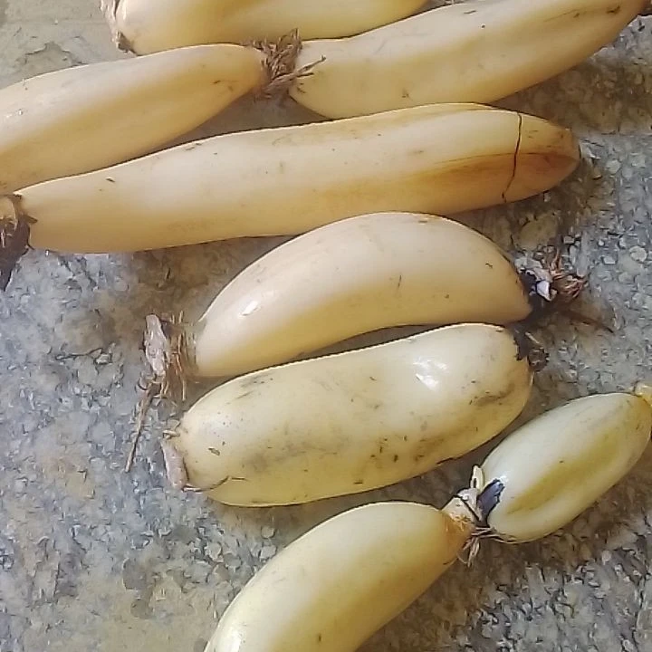 江西余干老品种白莲藕新鲜现挖现发脆甜爽口无渣不漂白带泥发货