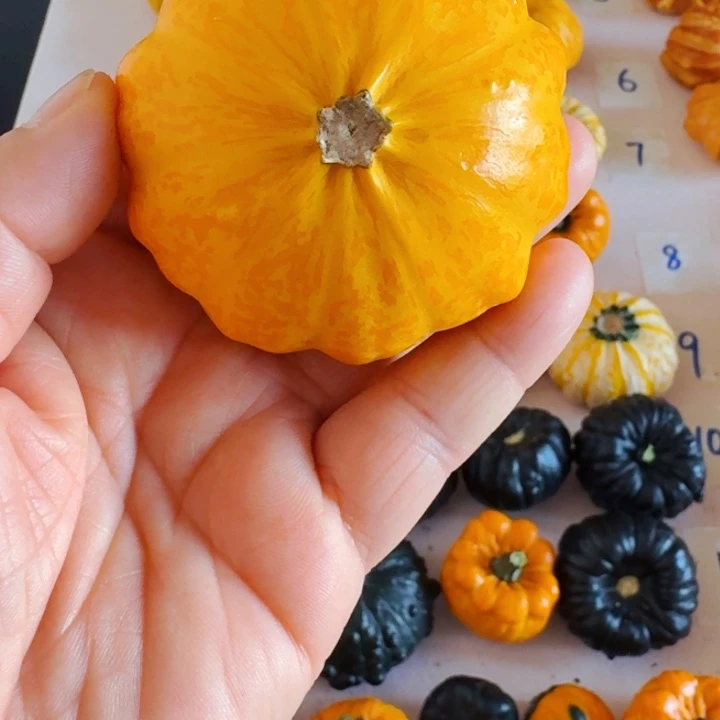 E****x墨西哥七彩葫芦青皮