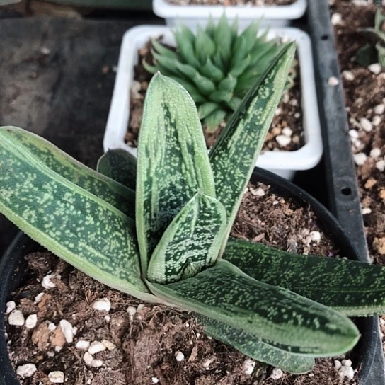 旋转蜗牛多肉多多