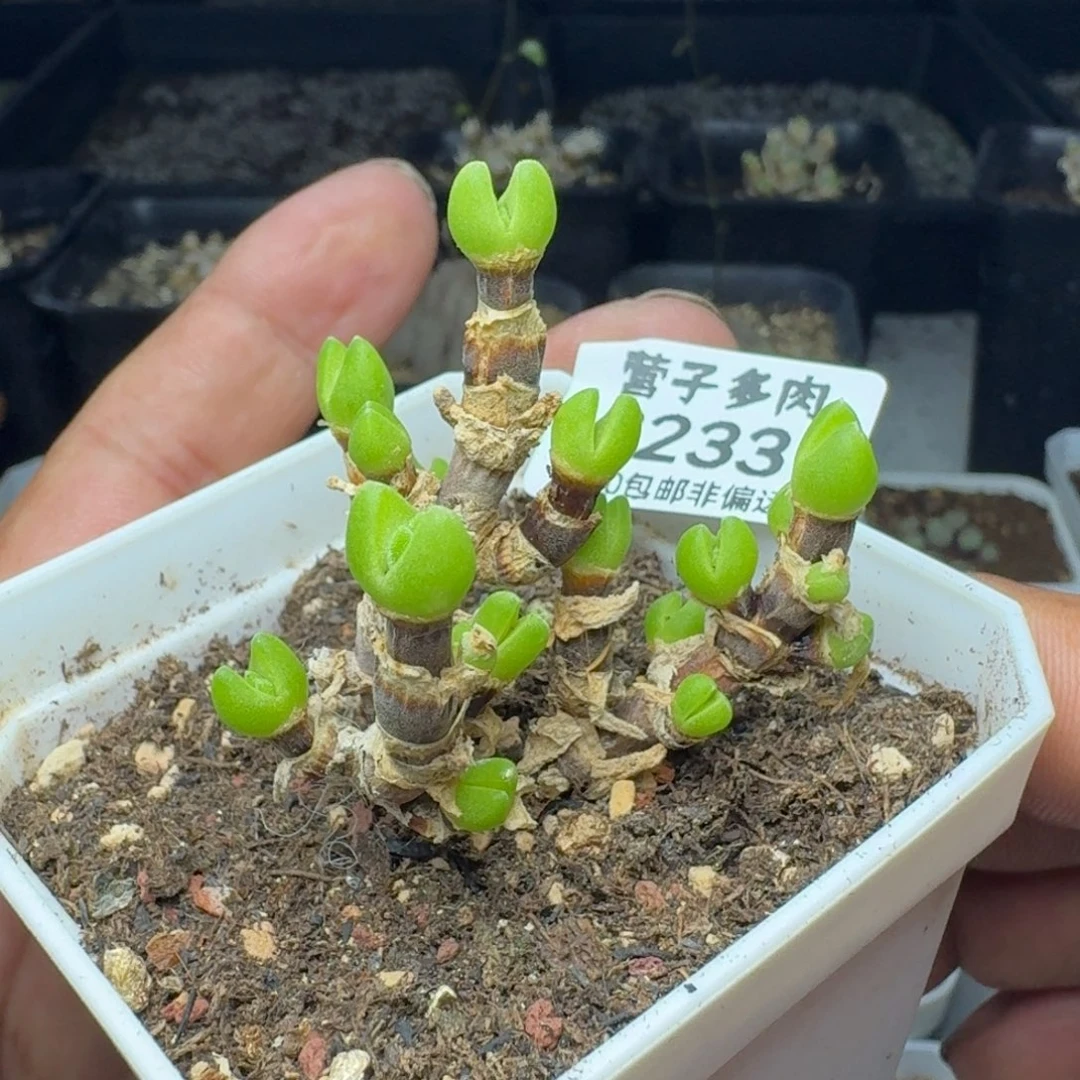 枝干兔带盆土。