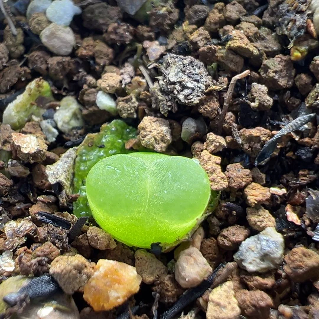169多肉植物百科知识