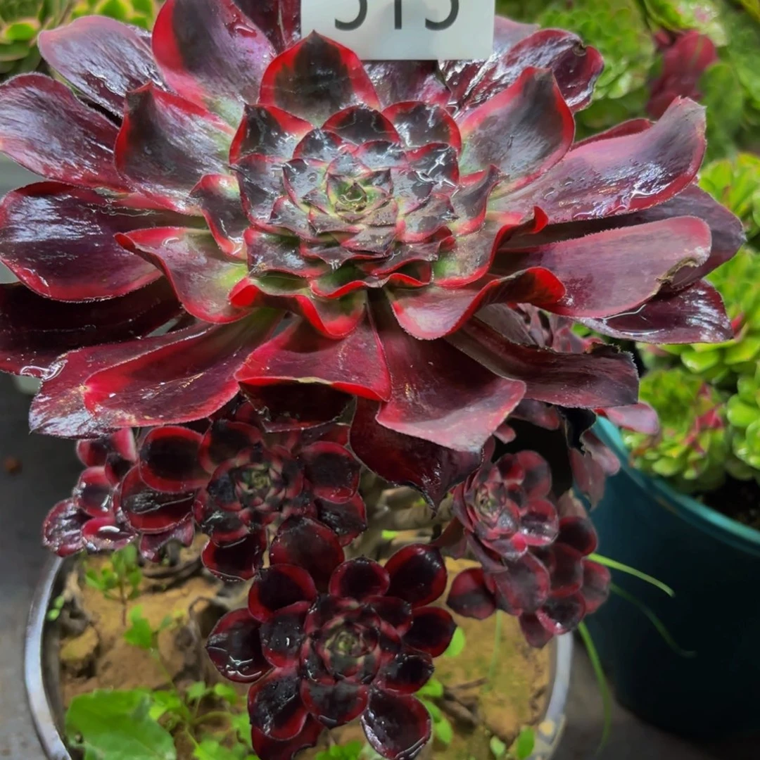 515多肉植物红魔女