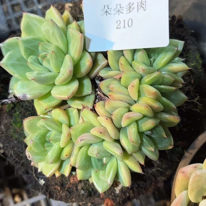 战后210呀呀呀雨呜呜呜呜呜
