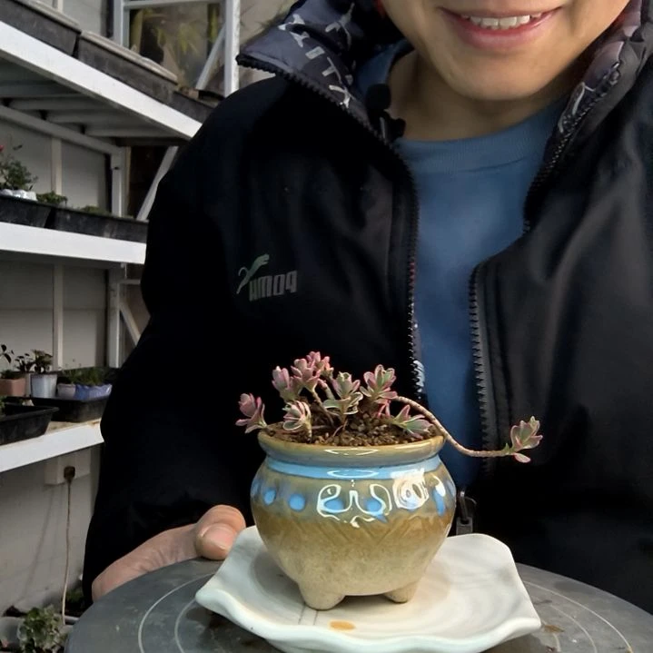 雨小盆景小植物一物一拍170