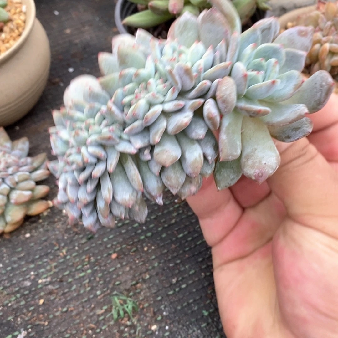 大***）38655459658969987588998