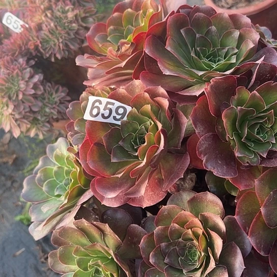 浅***念多肉植物一个美金659