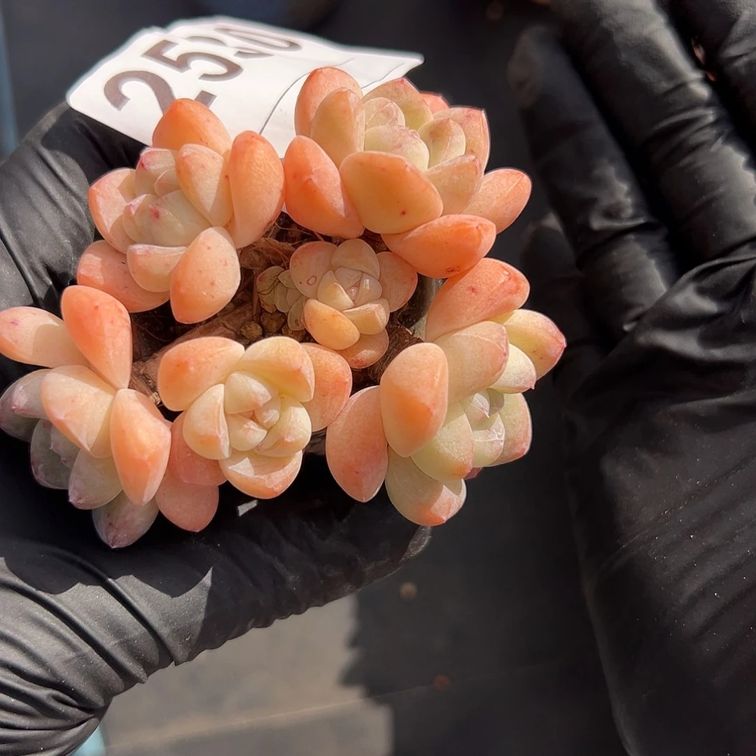 2530，七头冰玉带盆发