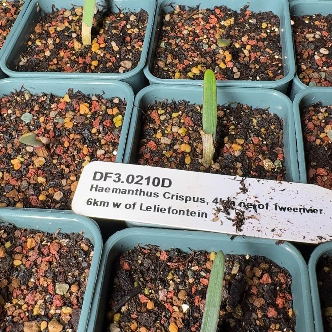 波叶血莲苗子一个带盆发