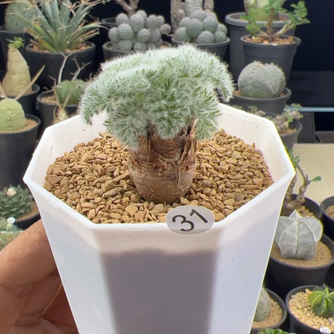 羽叶洋葵一物一拍