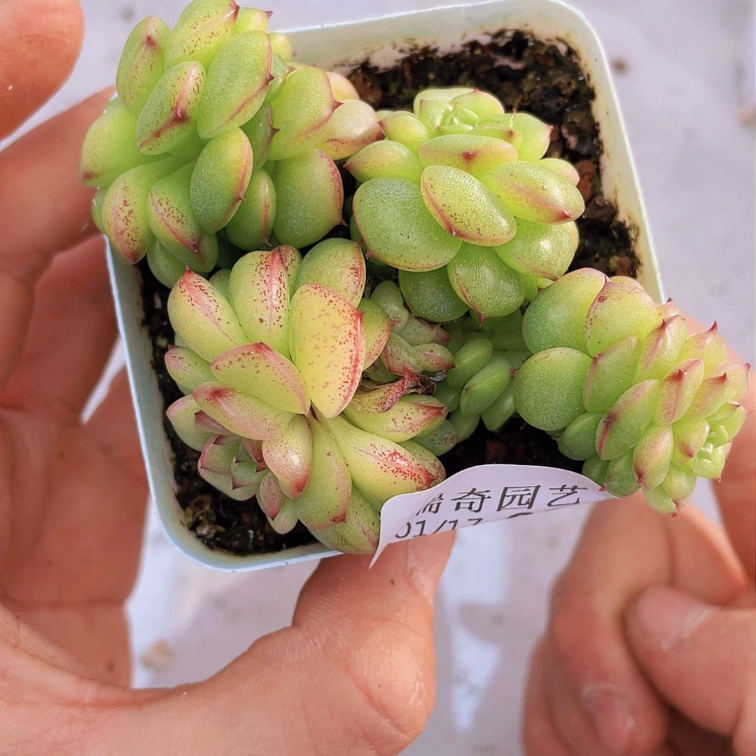 000000000000008量拍