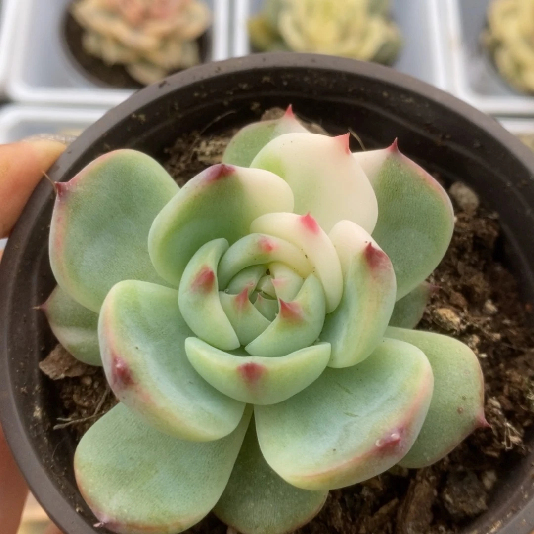 698锦锦锦锦锦锦锦锦