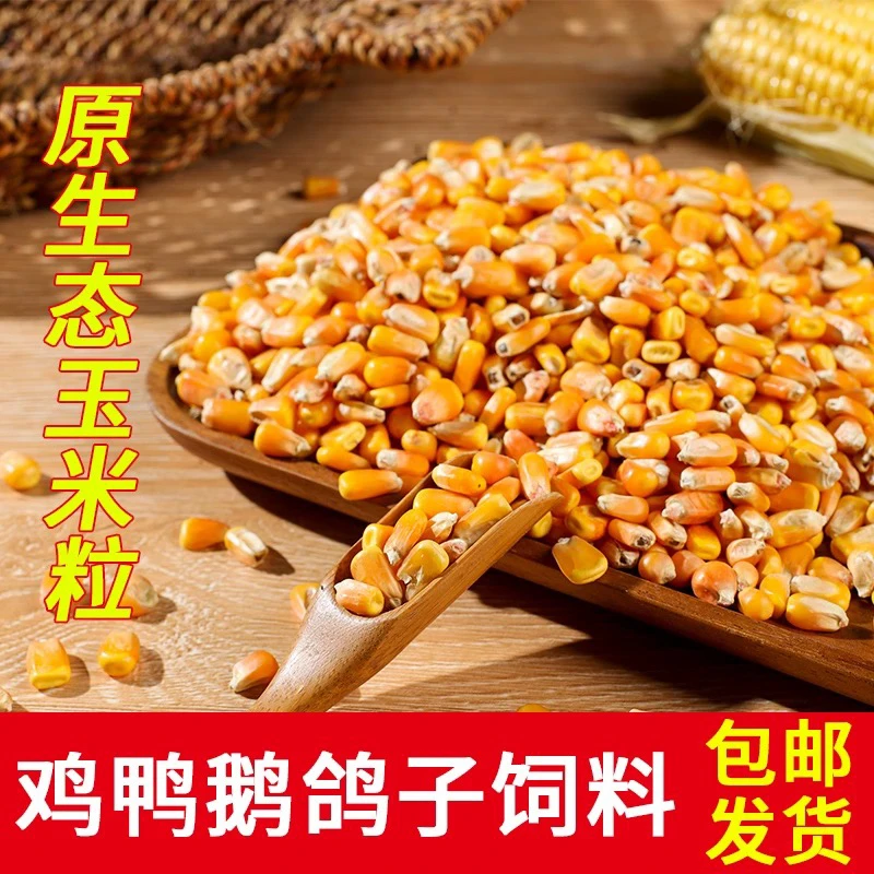 玉米粒 大粒 干玉米粒玉米籽鸽子鸡鸭鸟鸽子饲料打窝鱼饵10斤包邮