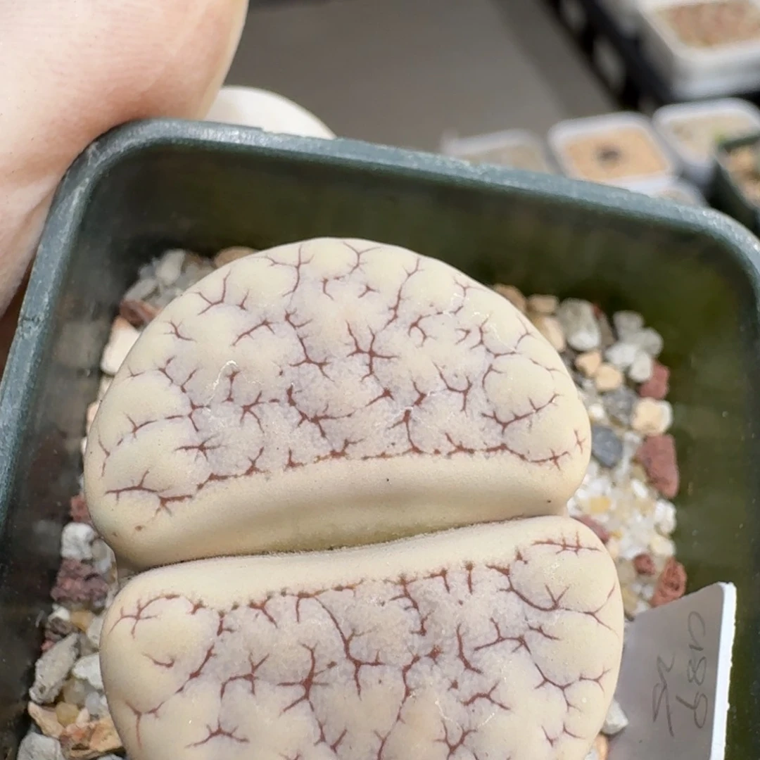 P***.0621-56生石花花花
