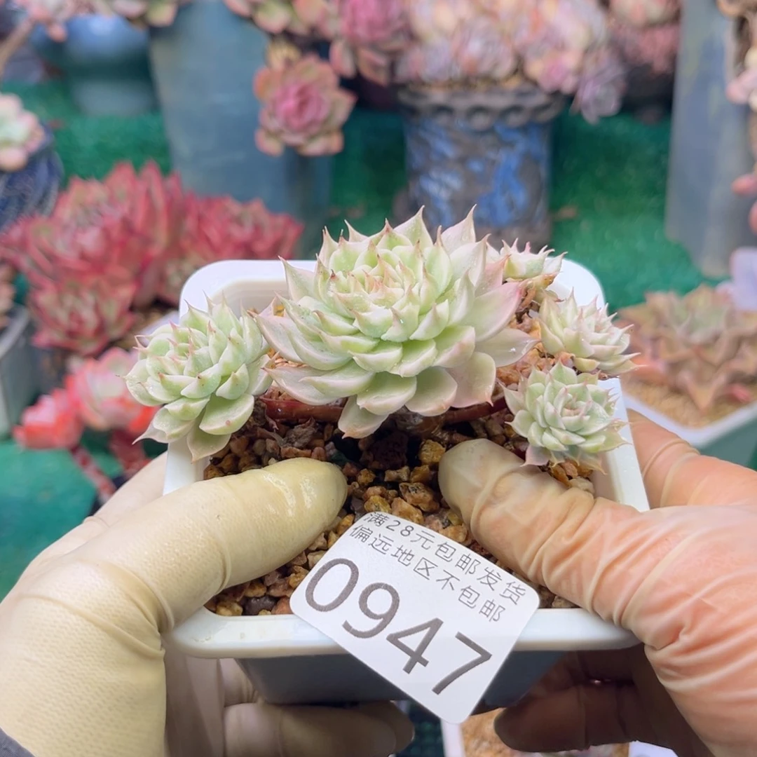 大0947:？xv xb cb b n n