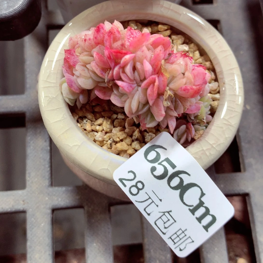 5厘米盆精控多肉656