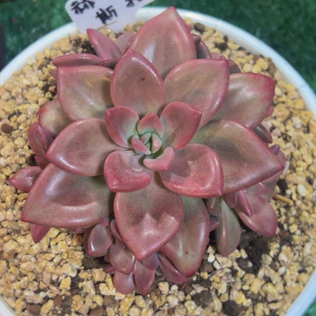 海哥、赫菲斯托一物一拍