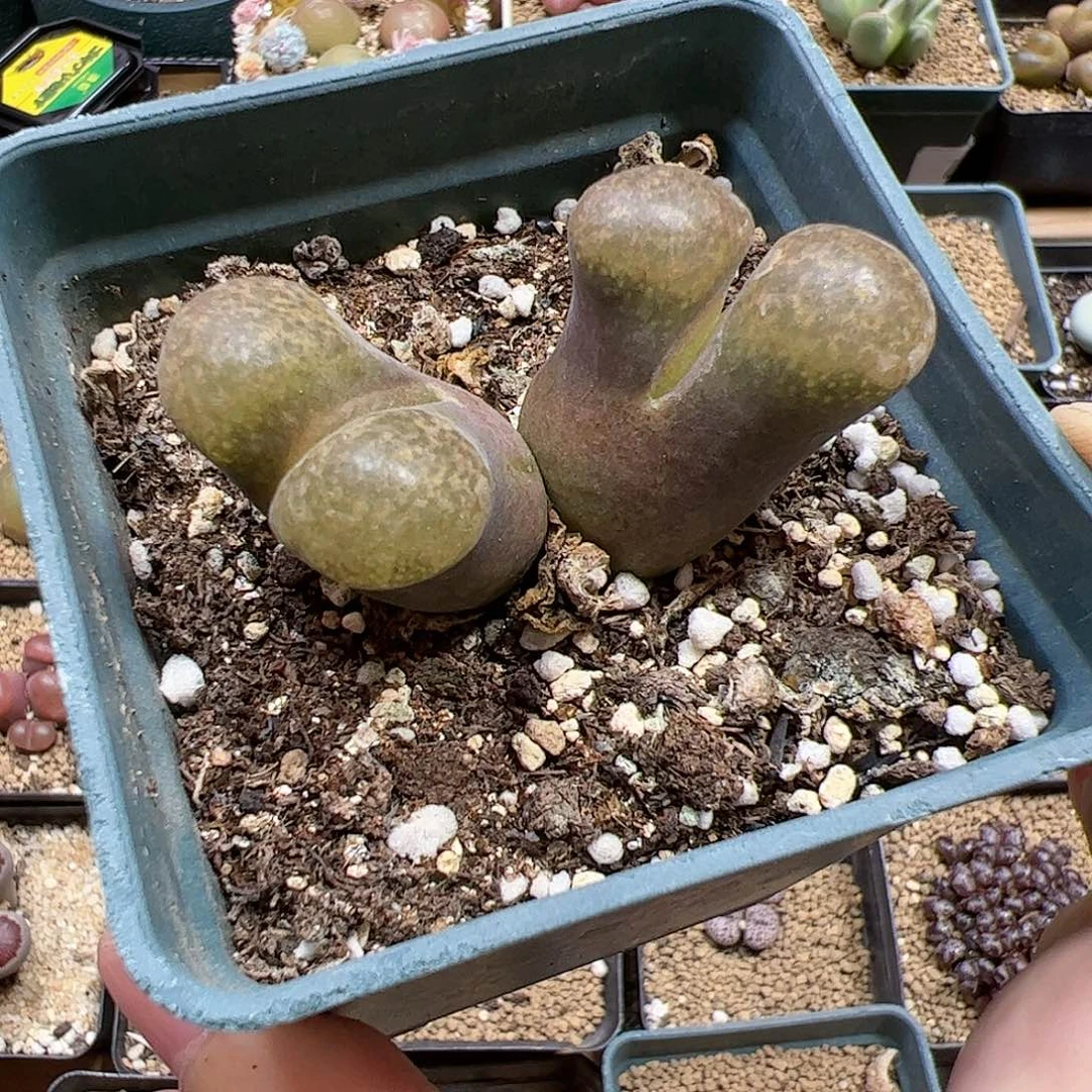 【闪购商品】123 超级蛋糕