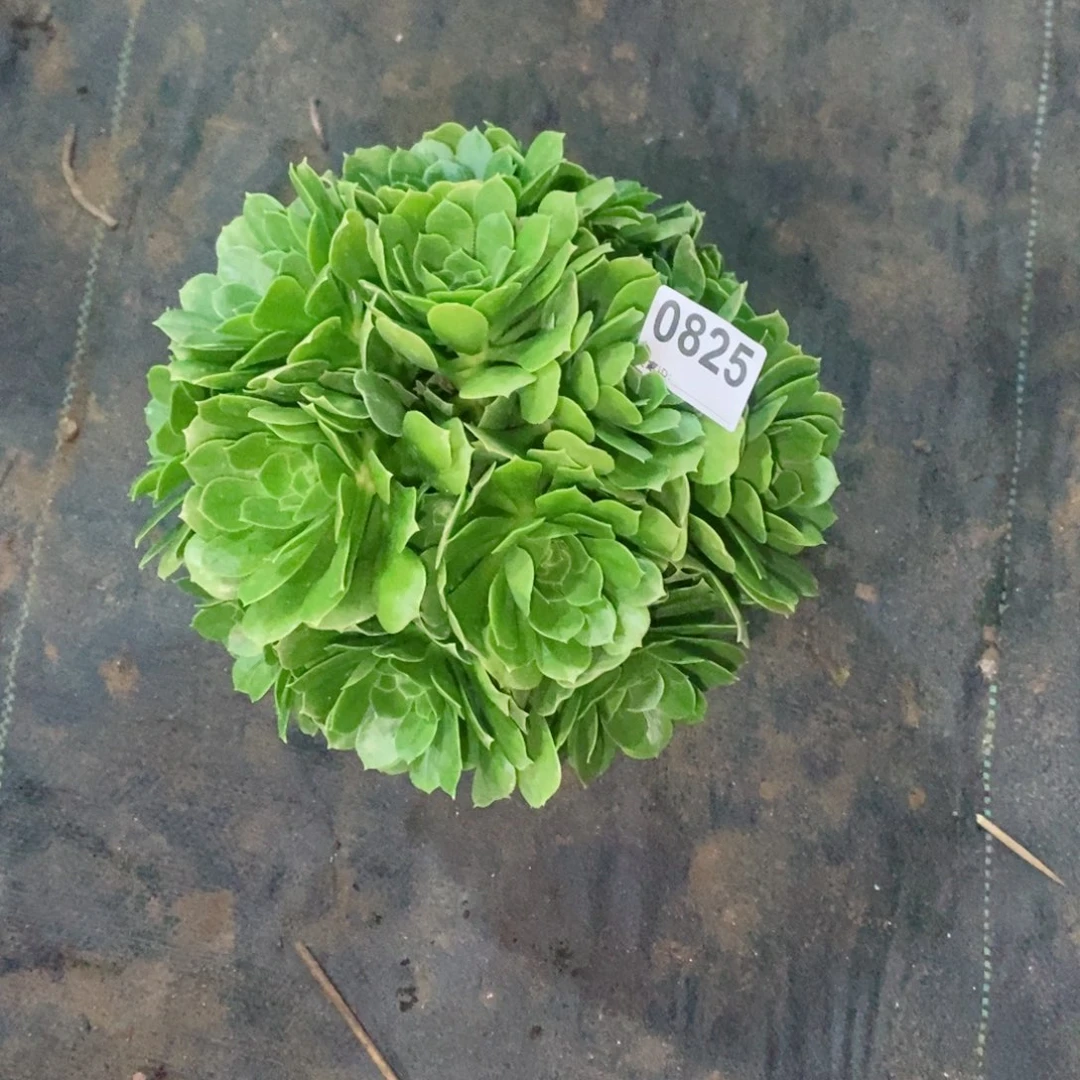 绿玫瑰825多肉1111