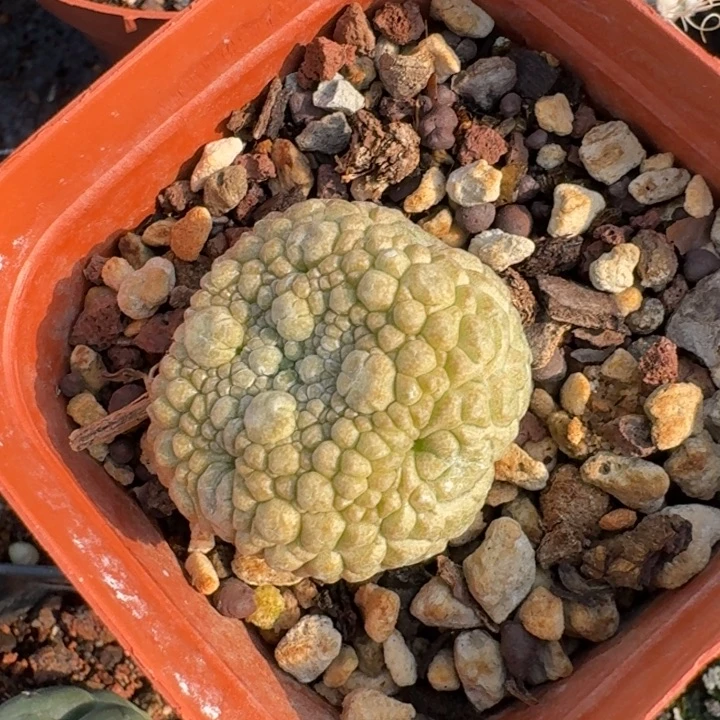 凝蹄玉实生仙人球