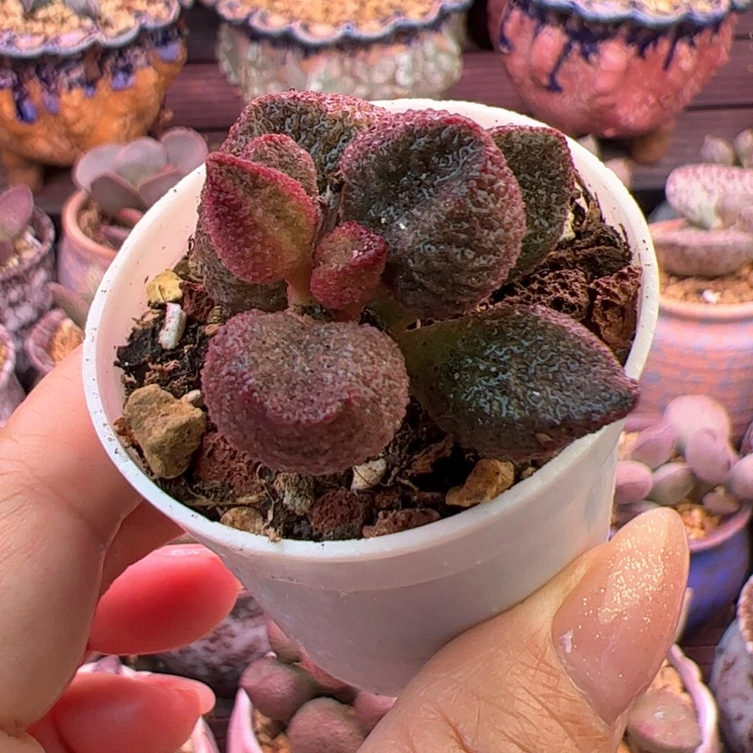 水蜜桃。
