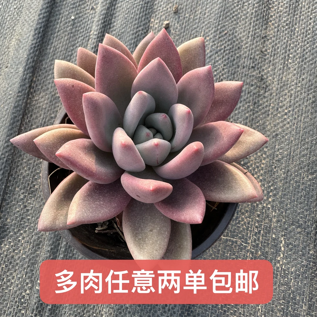 桃花源 单双混发好看好养带盆土（实物以直播间为准任意两单包邮）