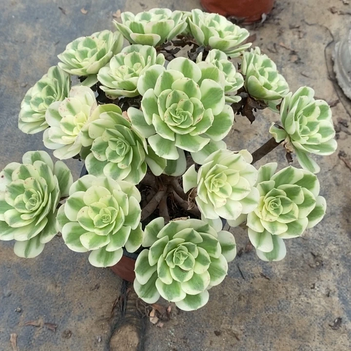 雨花石多肉植物0024