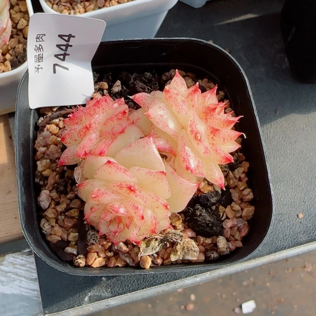 绿泼珍妮群，7444多肉植物