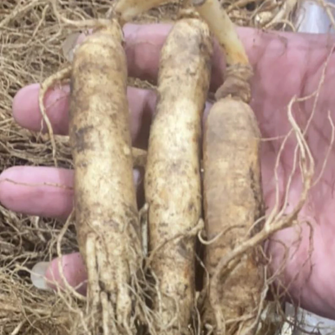 长白山人参现挖新鲜产地直发空运煲汤泡酒佳品