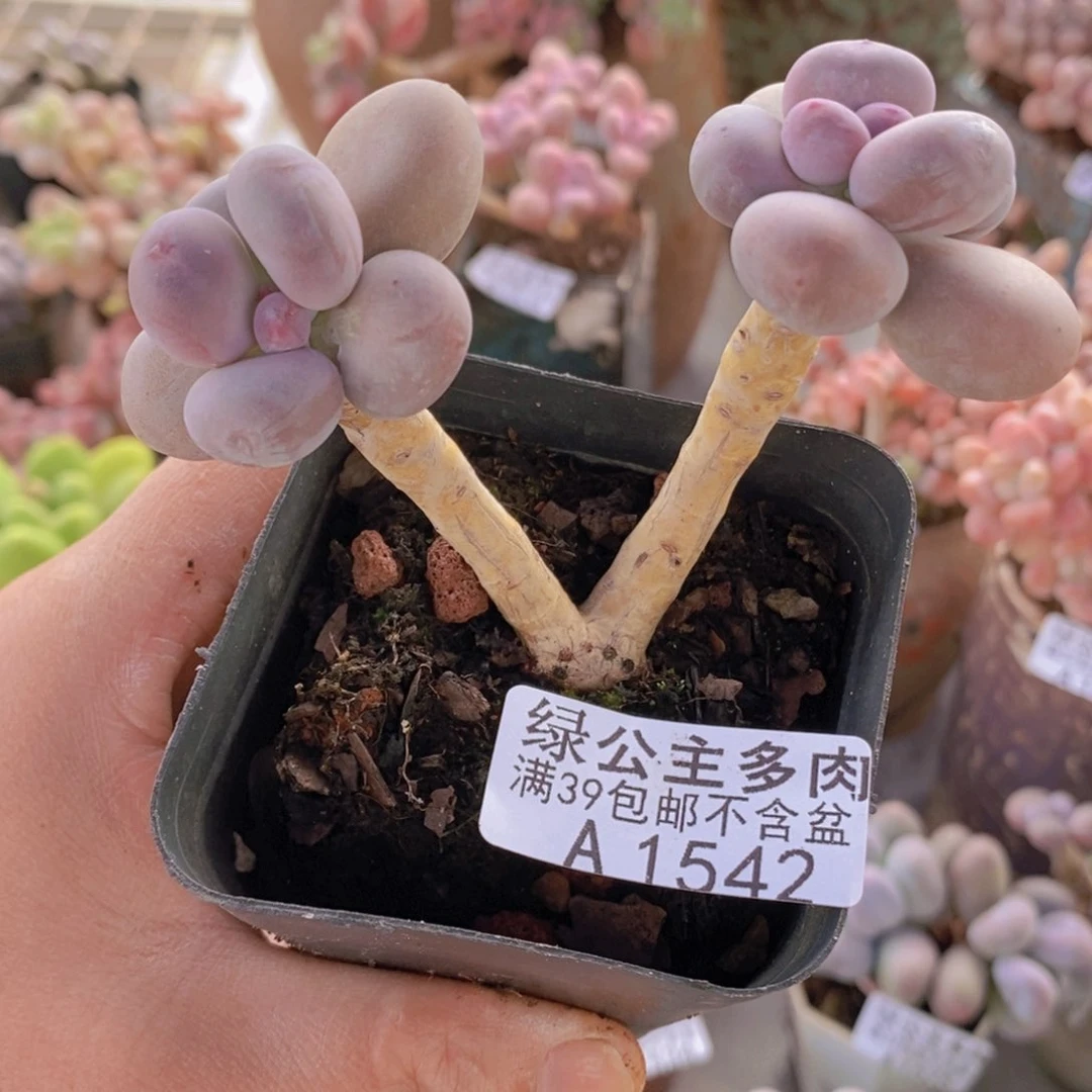 彩虹奶老桩1542多肉酱