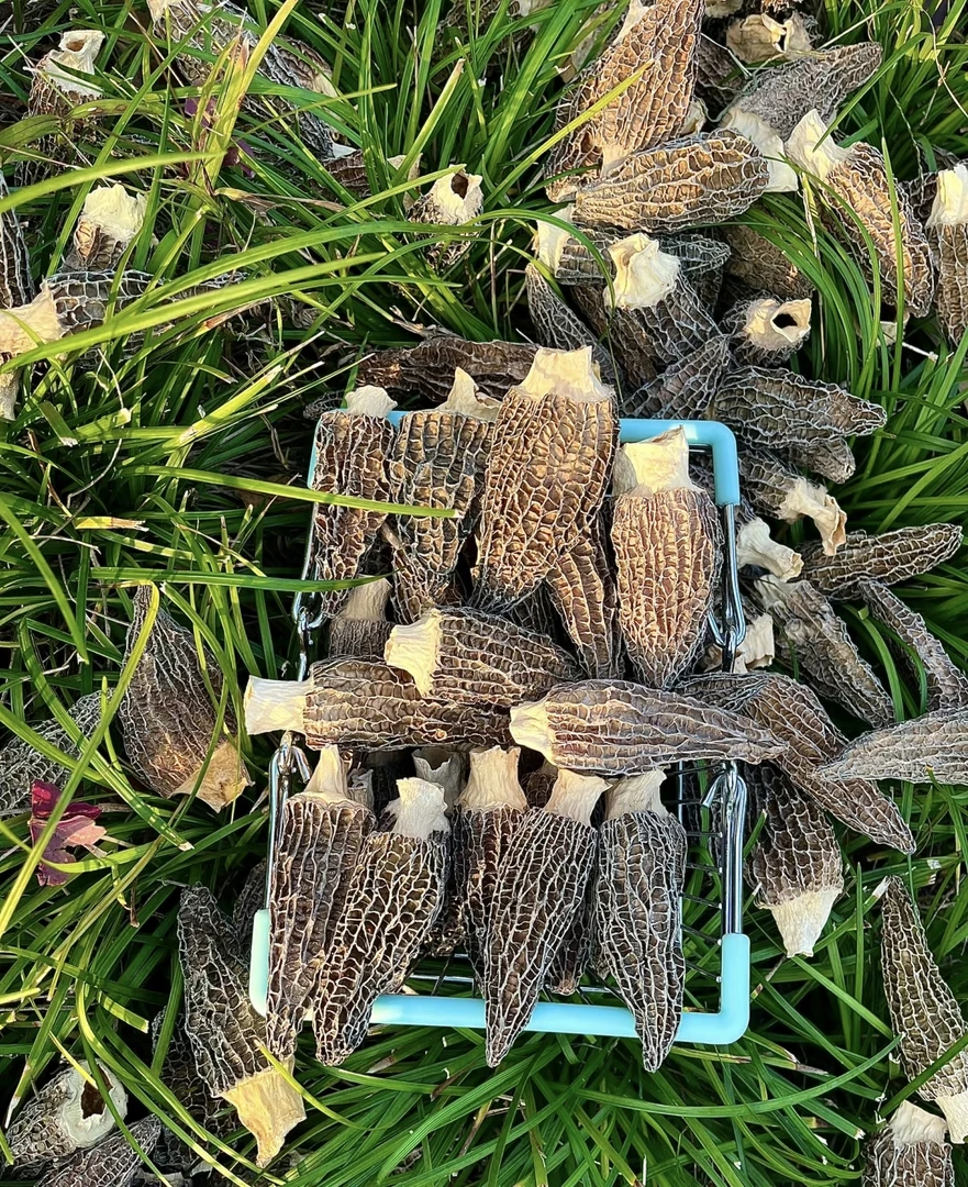平哥甄选  【羊肚菌】严选原生态羊肚菌 菌菇菌类干货