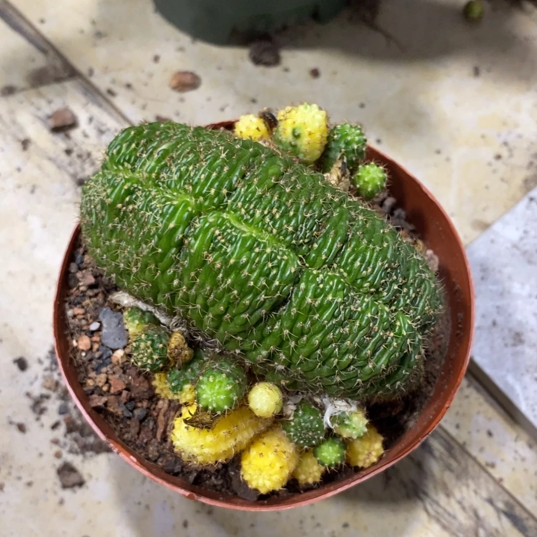 新品丽花缀化锦一物一拍5
