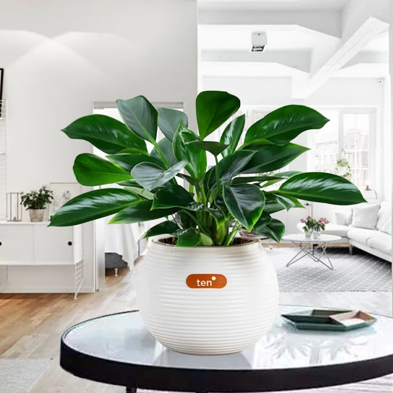 金钻盆栽绿植办公室水培盆栽好养易活四季常青绿植【横纹圆球盆】