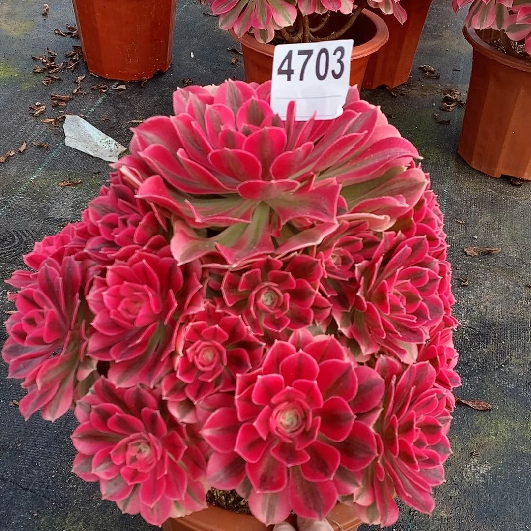 4703女巫多肉444444