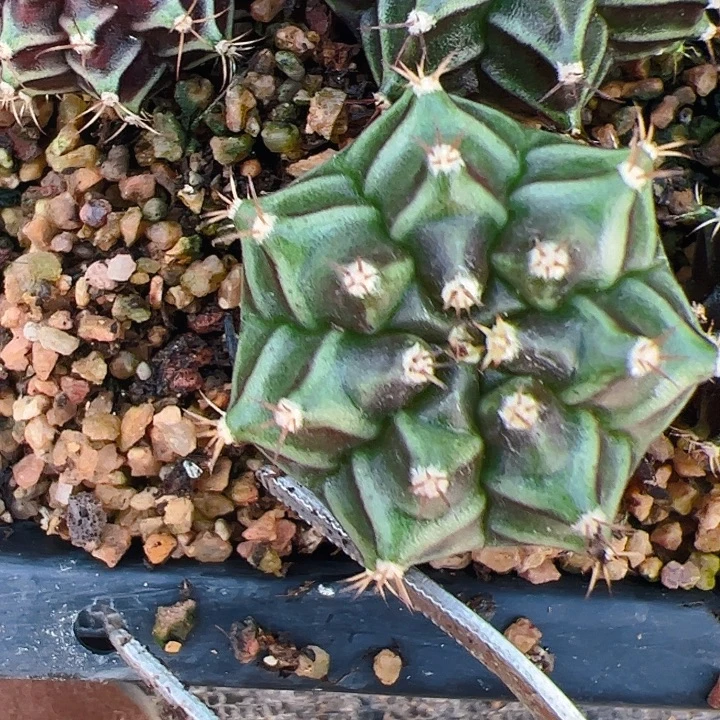 艳***^当前无花栽培后可以开花