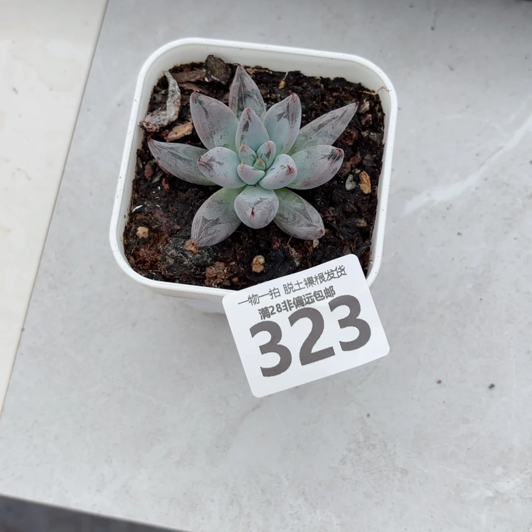 魔爪单头无盆土发货