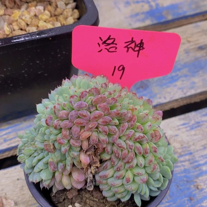 开心多肉，破1.5粉丝专场