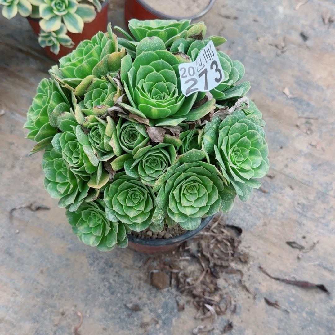 翡翠琉璃273满20包邮断枝不包