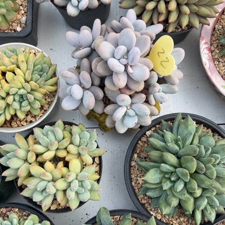 无花朵仔*多肉植物等野生植物资源和