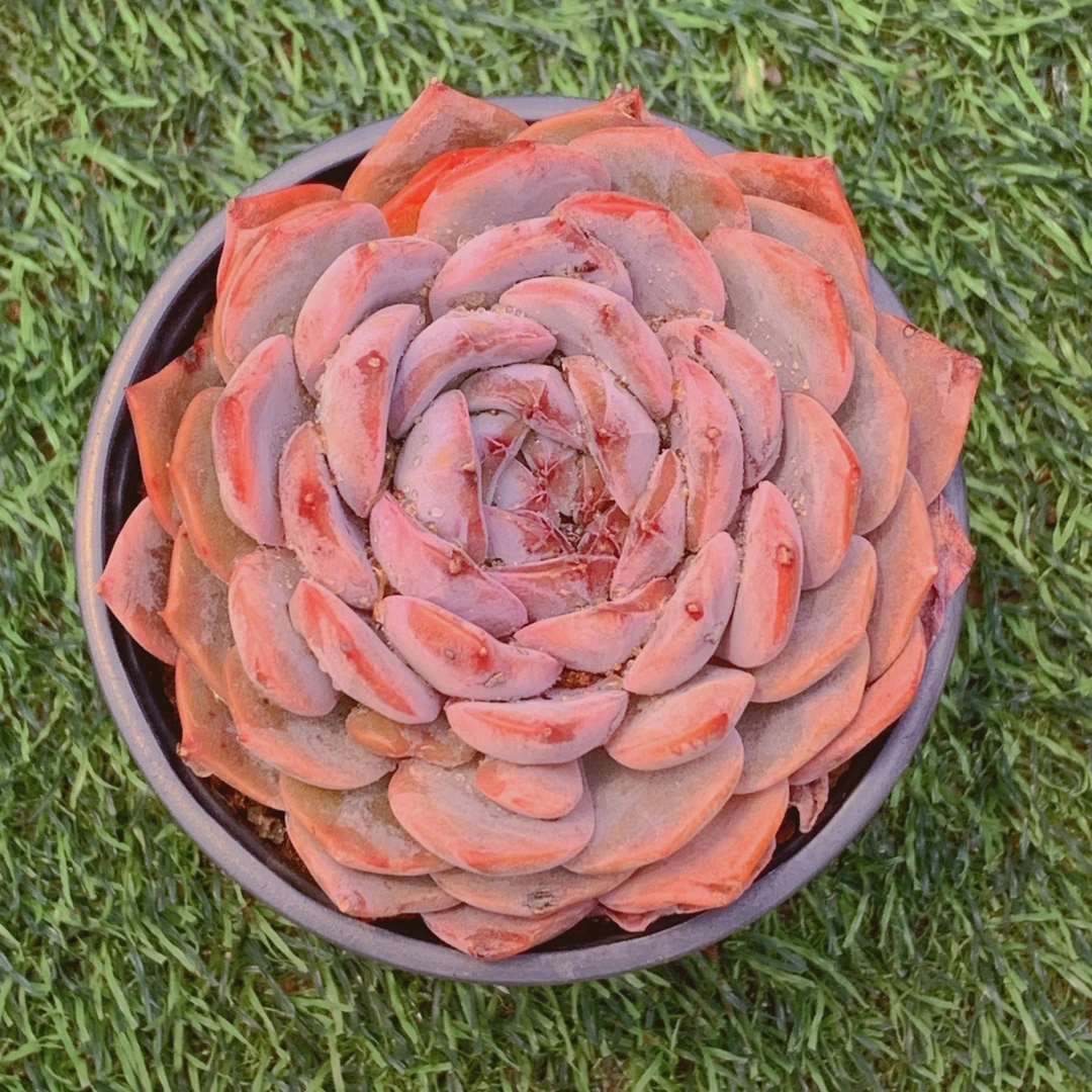 纯爱单头精品多肉植物盆栽阳台好养花卉一单包邮