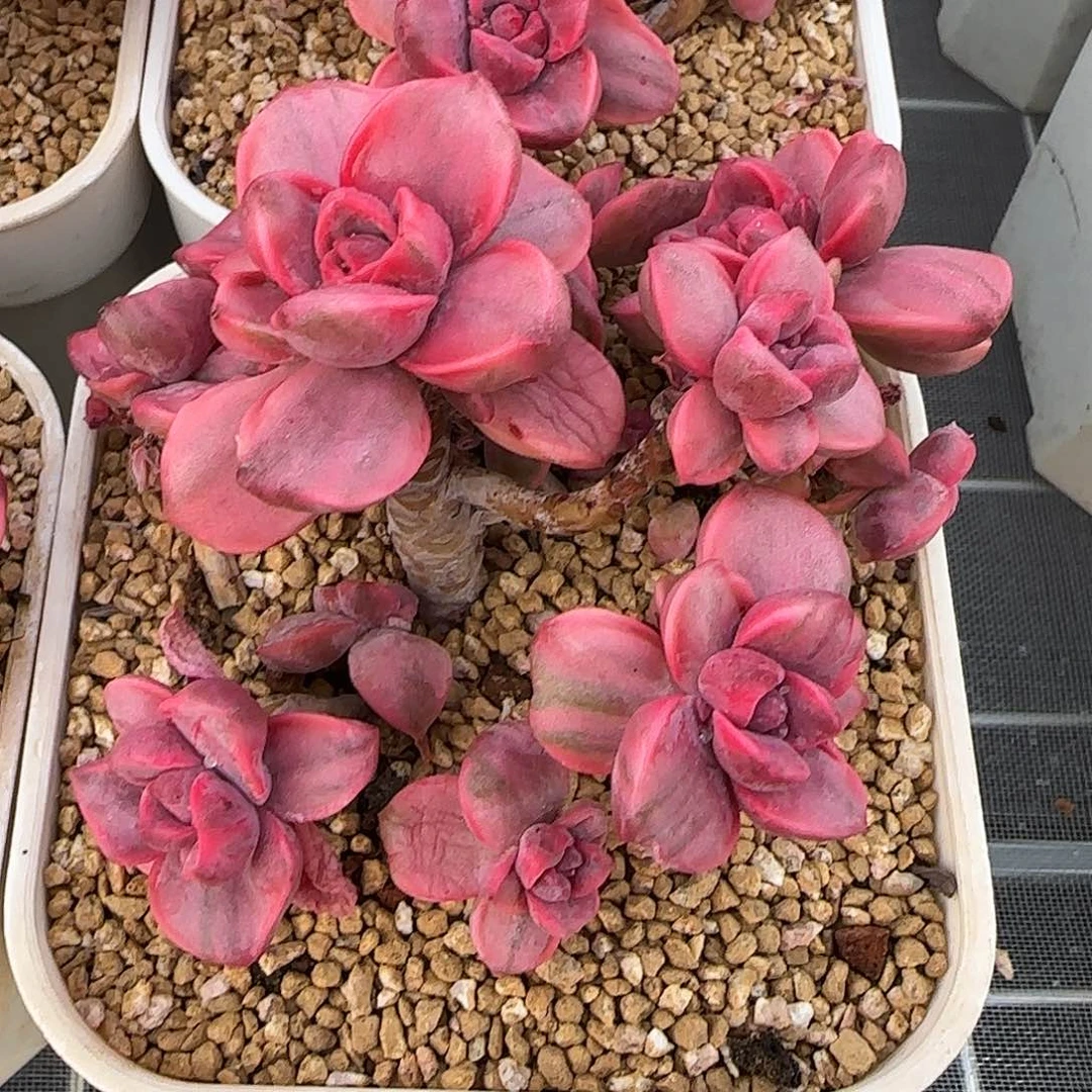 从前慢花园精选彩虹糖锦