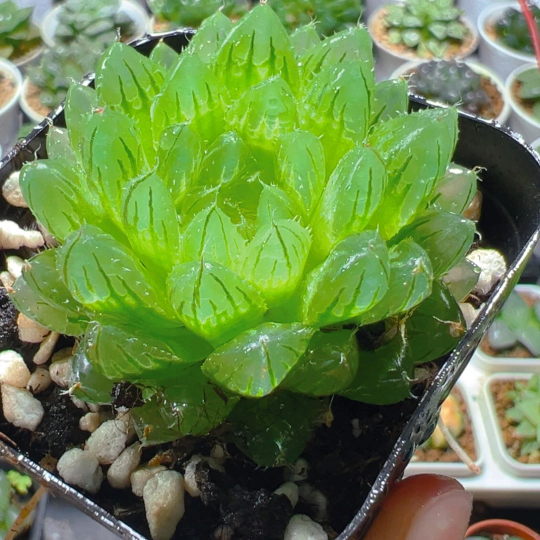 翠云玉露多肉多肉多肉1