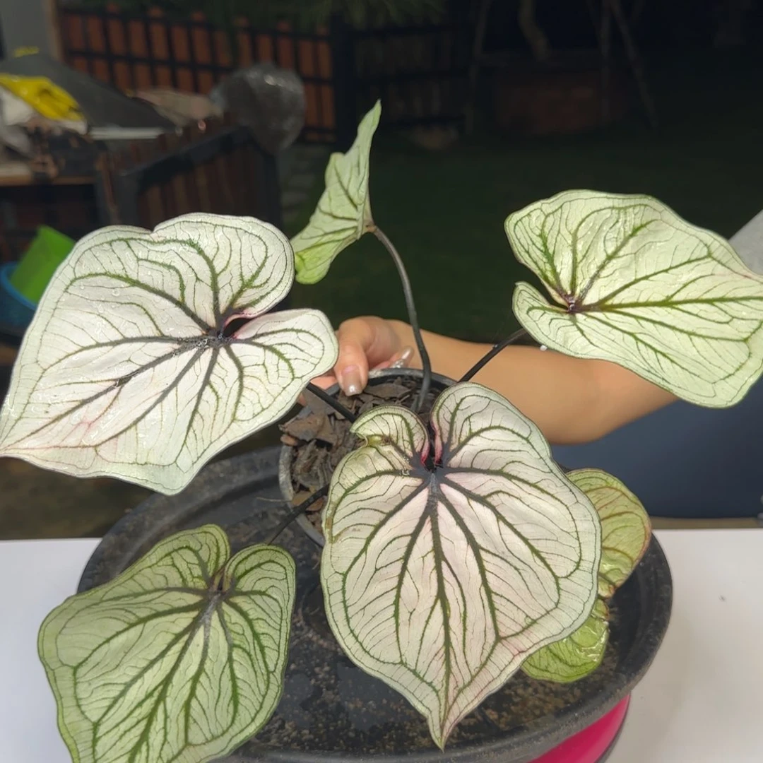 109-0717泰国发货白蜘蛛