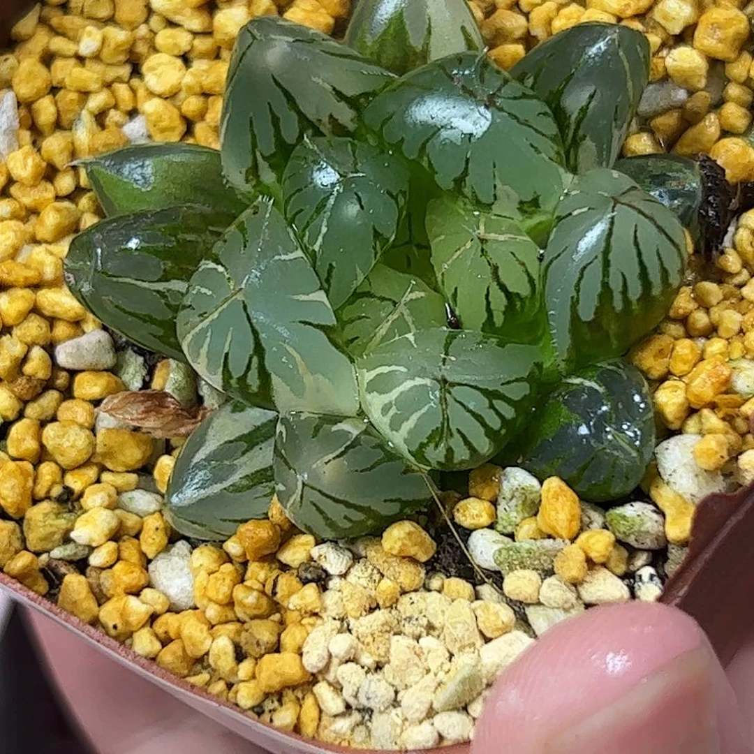 478红红火火恍恍惚惚