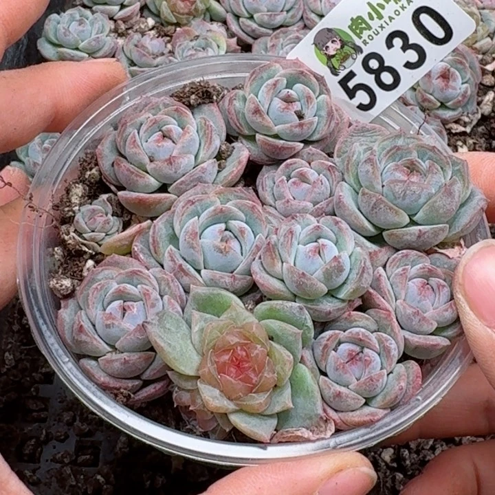 多肉植物多肉植物