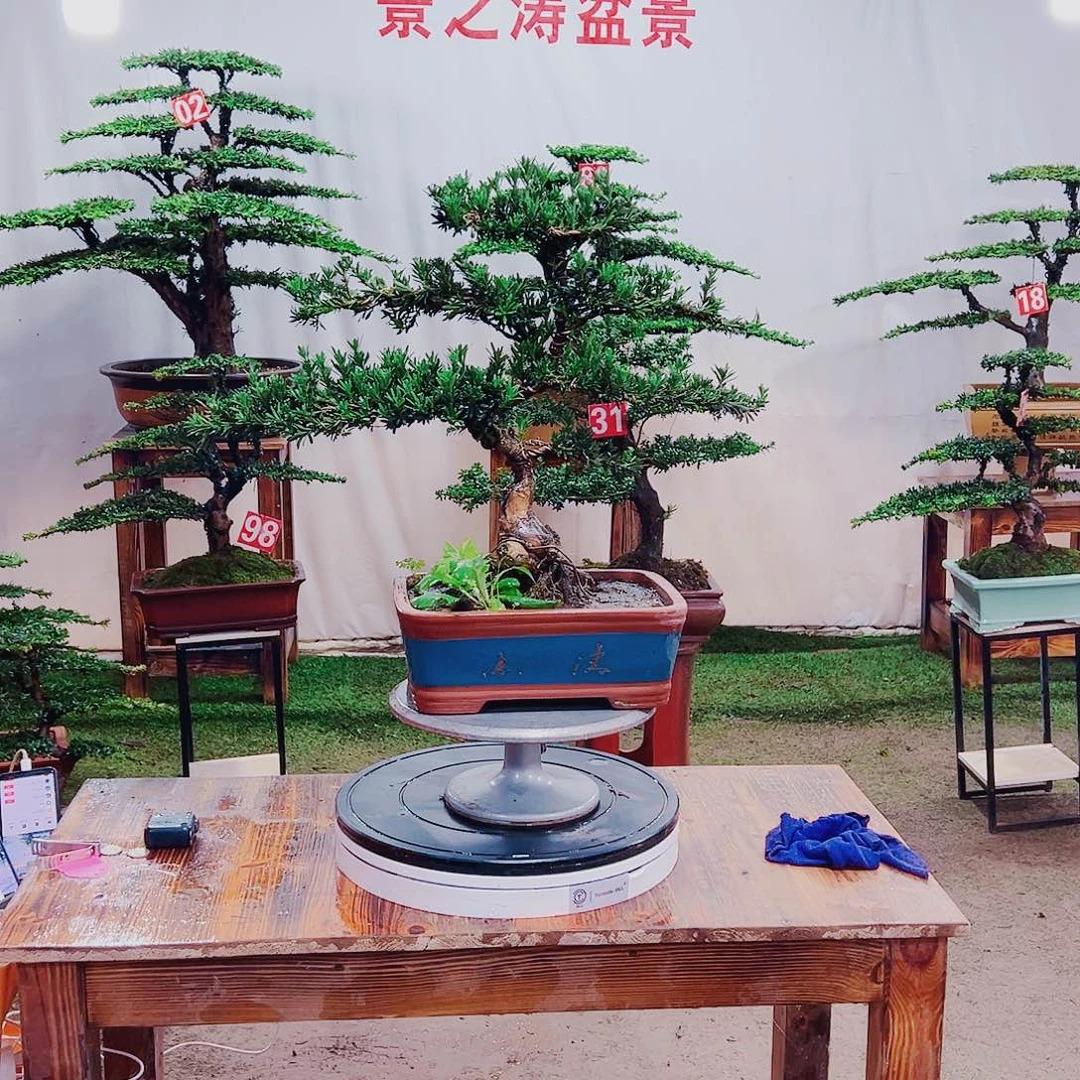 无花朵米叶罗汉松