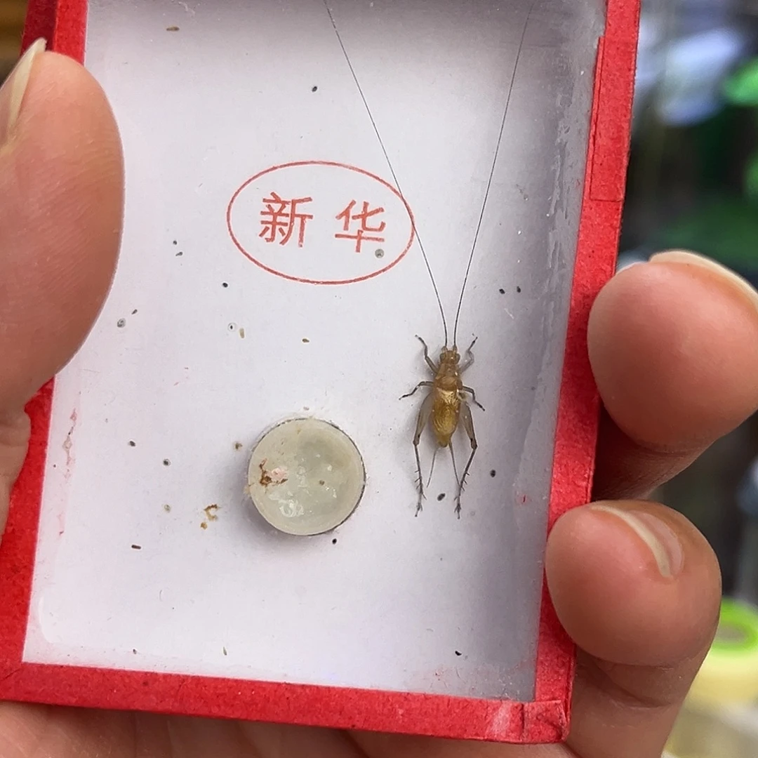 b***n2大黄哈哈哈哈哈哈
