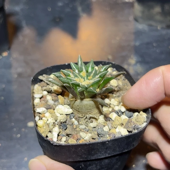 无花朵实生黑牡丹一物一拍