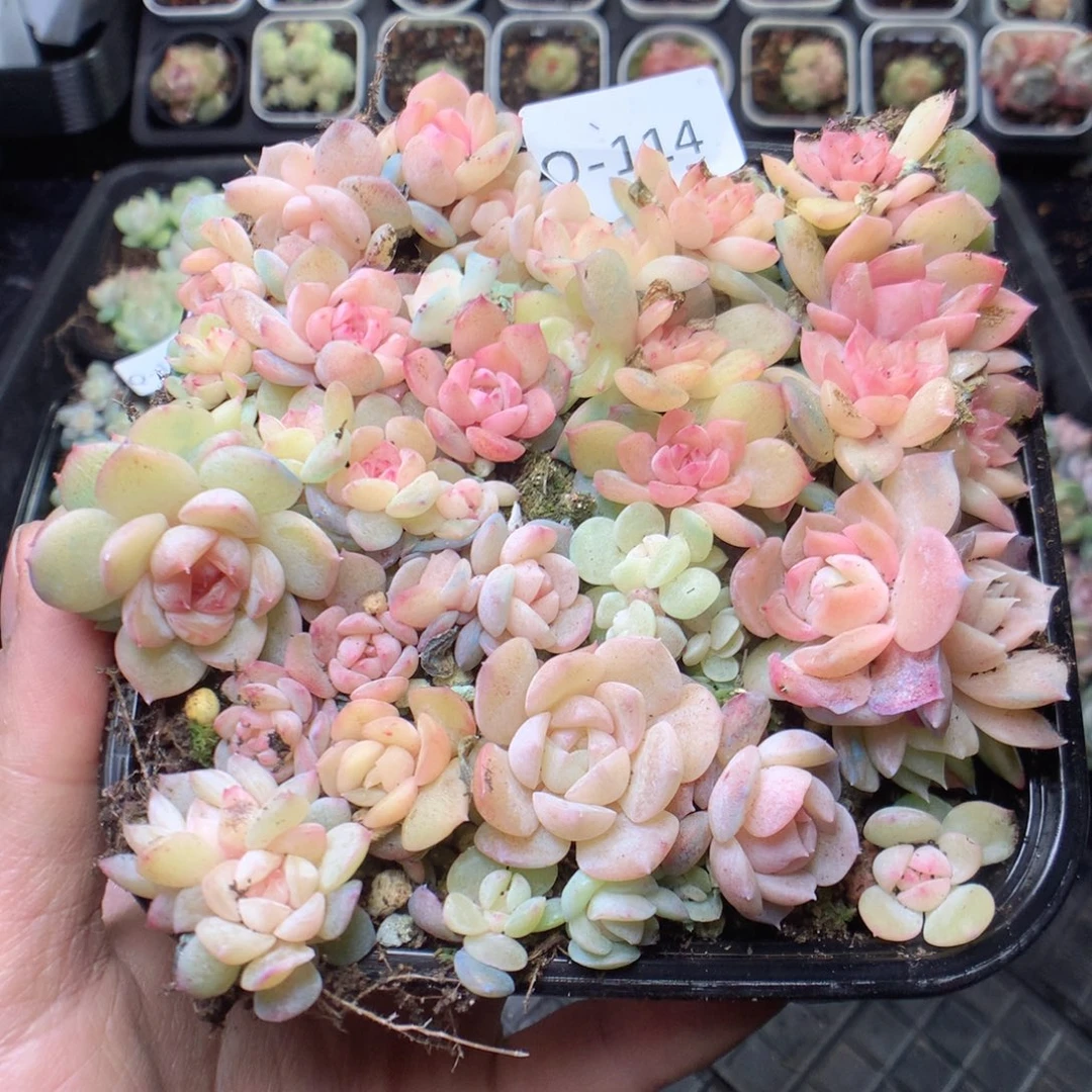 无花朵Q114。uyyyyyyy