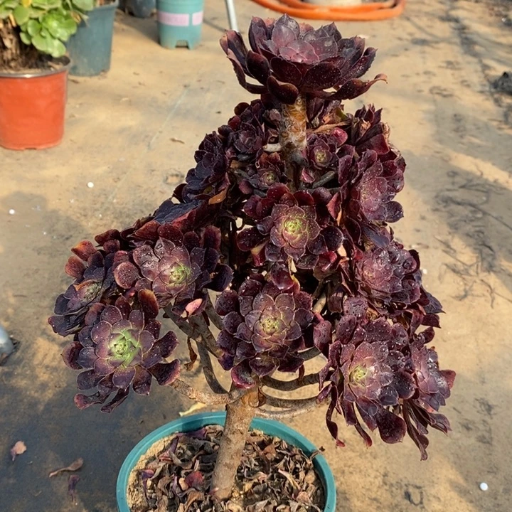 红桐中斑多肉植物26。