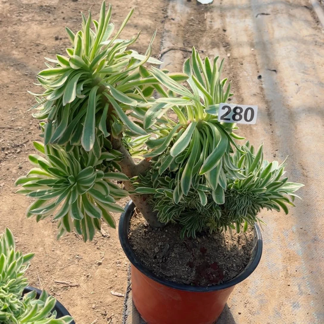 君*280夕颜缀化多肉植物